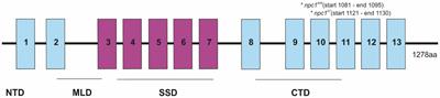 Severe neurometabolic phenotype in npc1−/− zebrafish with a C-terminal mutation